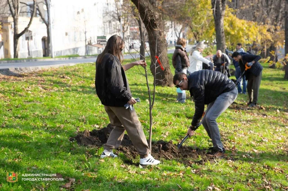 В Ставрополе высадили новые деревья. Фото: администрация Ставрополя