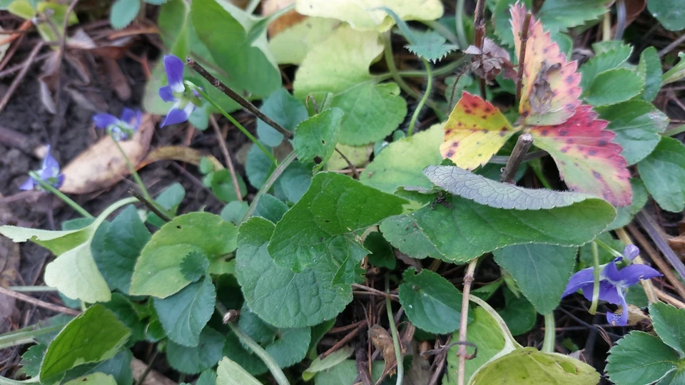 В Молдове цветут фиалки, но это ненадолго. Фото: КП