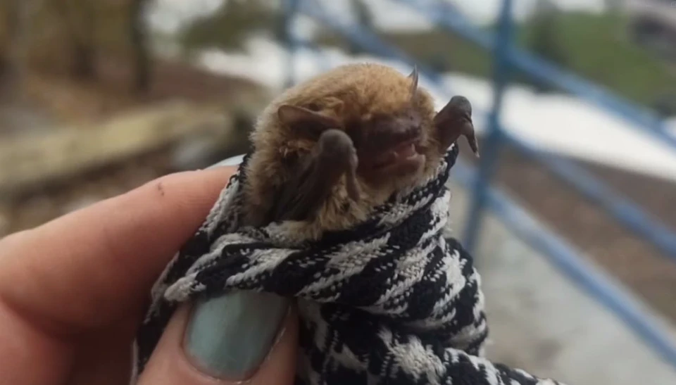 Фото: Мудрый Рух 64