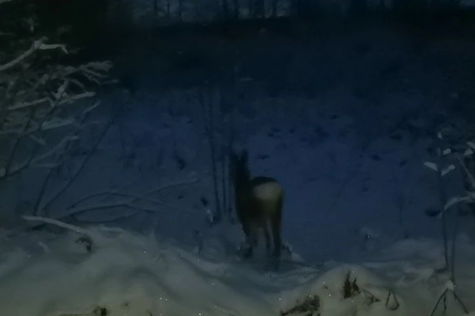 В Иркутской области сотрудники питомника спасли косулю. Фото: тг-канал питомника К-9