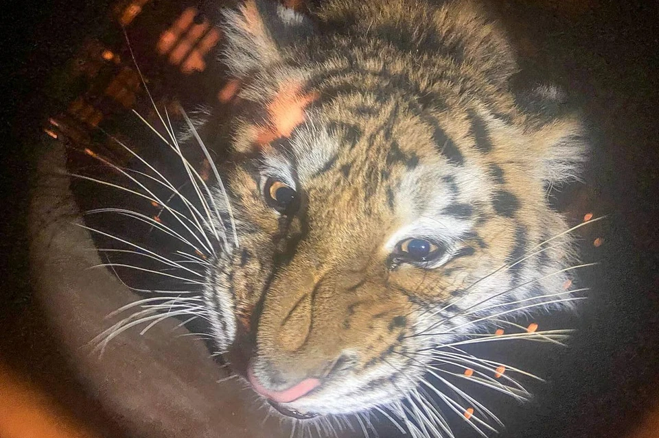 Тиграм подыскивают новые дома, теперь новоселье «отметили» две самки