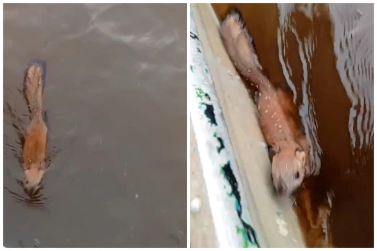 Житель Ямала спас из ледяной воды тонущую белку и доставил ее на берег