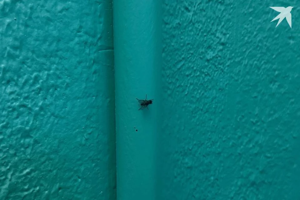 Жильцы подозревают, что мухи появились из-за сырости в подвале.