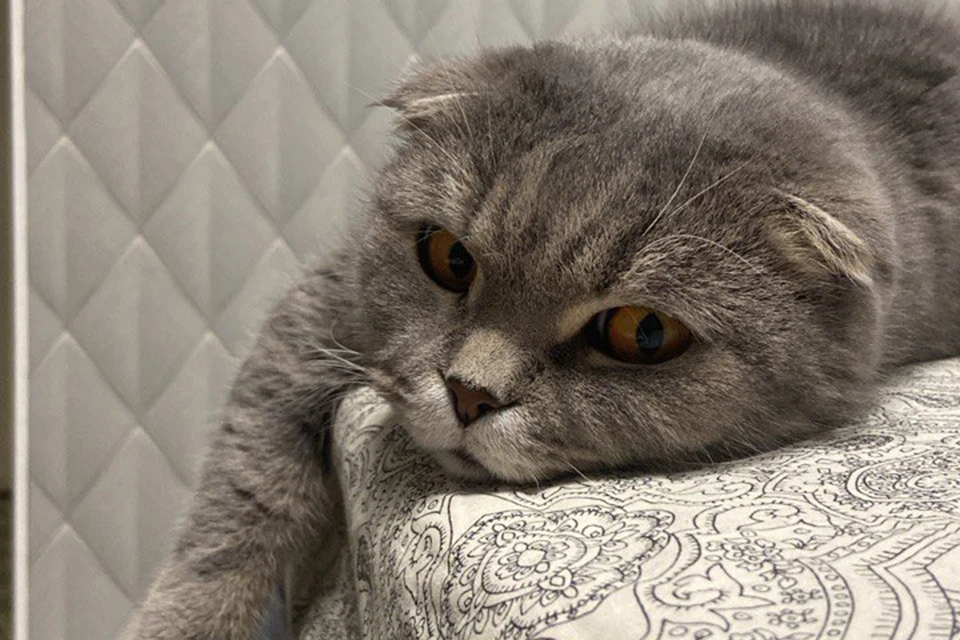 Питомец получил ранение мордочки