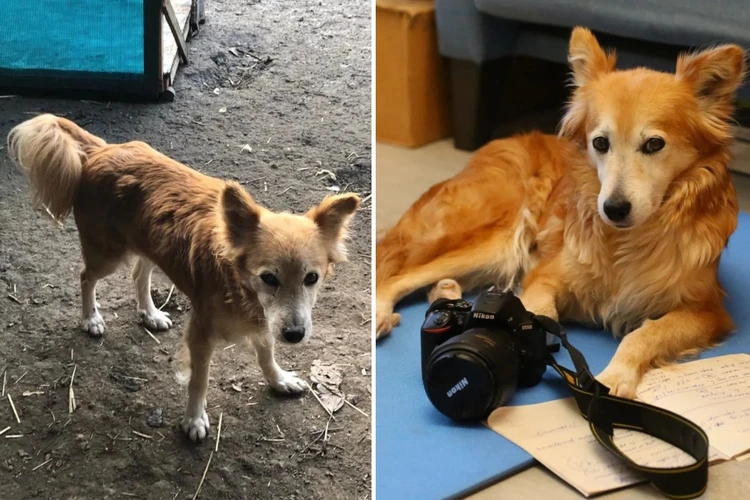 Двойное предательство: Петербуржец забрал брошенного пса из ростовского приюта, а через два года решил его вернуть