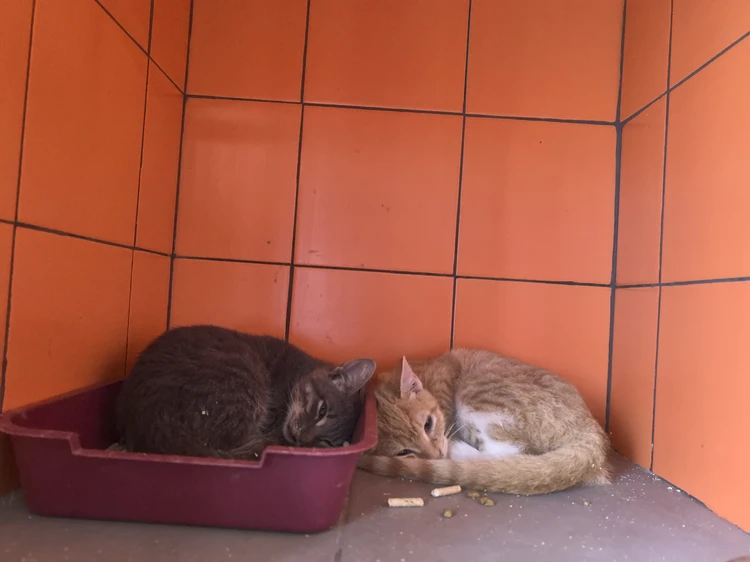 На Кубани пенсионерка превратила приюты для животных в места мучительной смерти