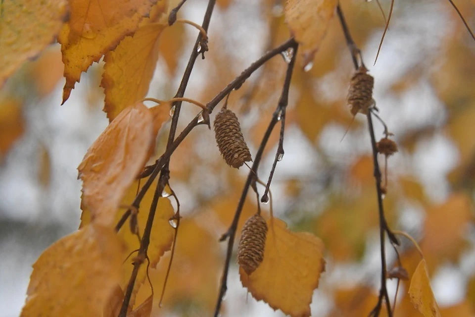 По словам профессора, свою лепту здесь внесло и глобальное потепление.