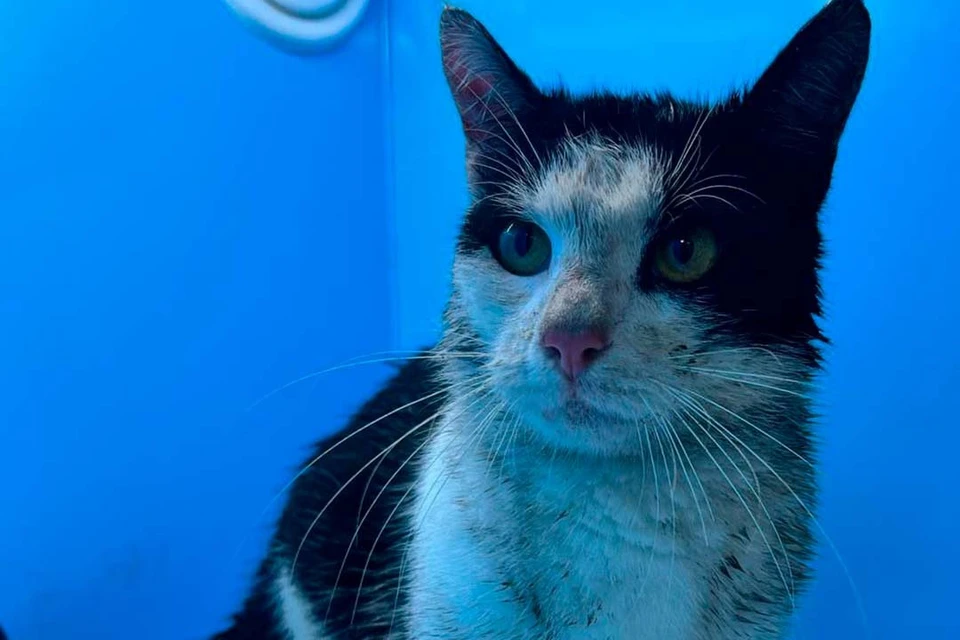 Масик хоть и грязный, но зато на свободе! Фото: vk.com/koshkispas