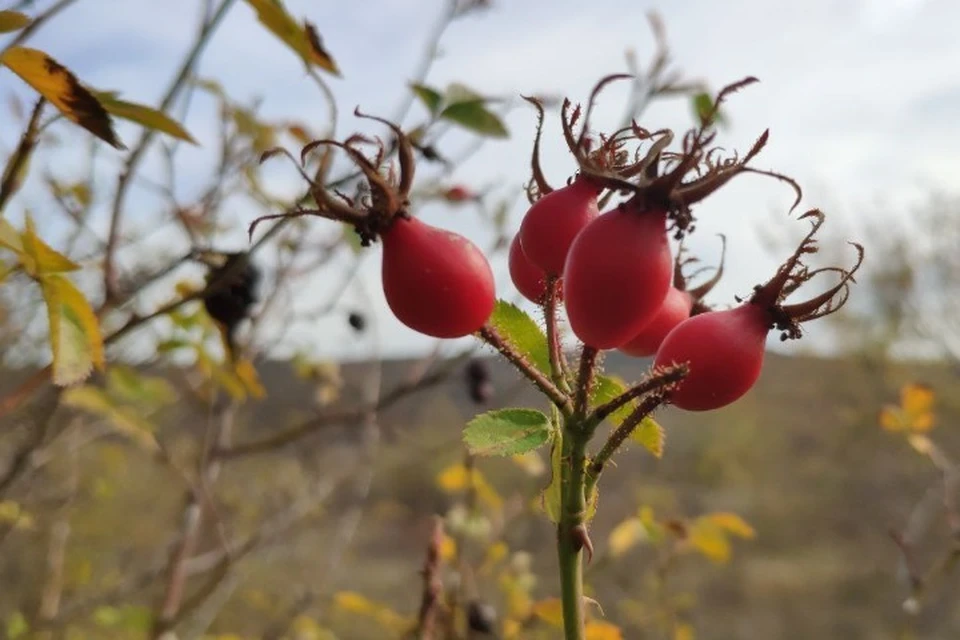 Крым ждут уютные выходные