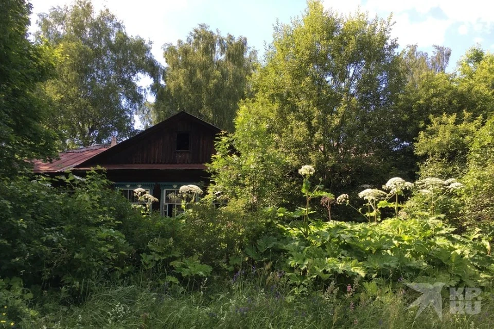Для владельцев земельных участков, где обнаружат борщевик, предусмотрены серьезные штрафы.