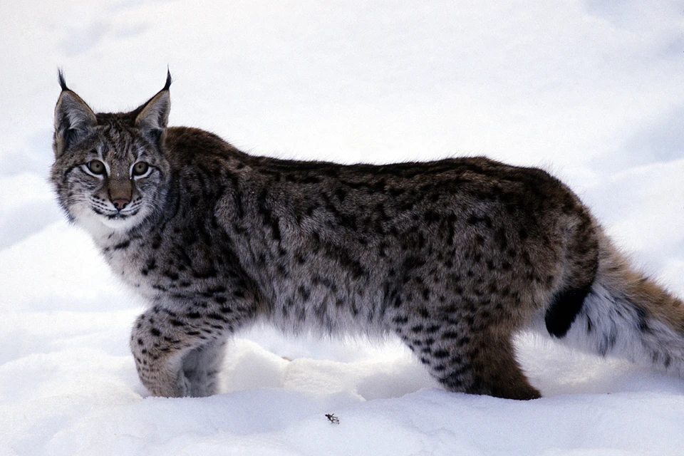 Рыси занесены в Красную книгу Московской области