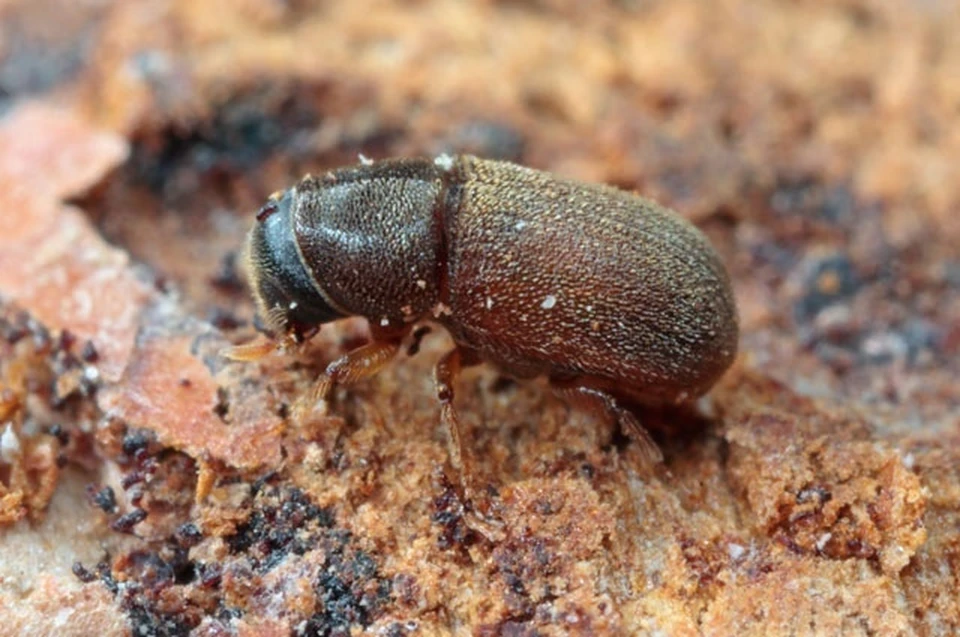 Фото: Россельхознадзор