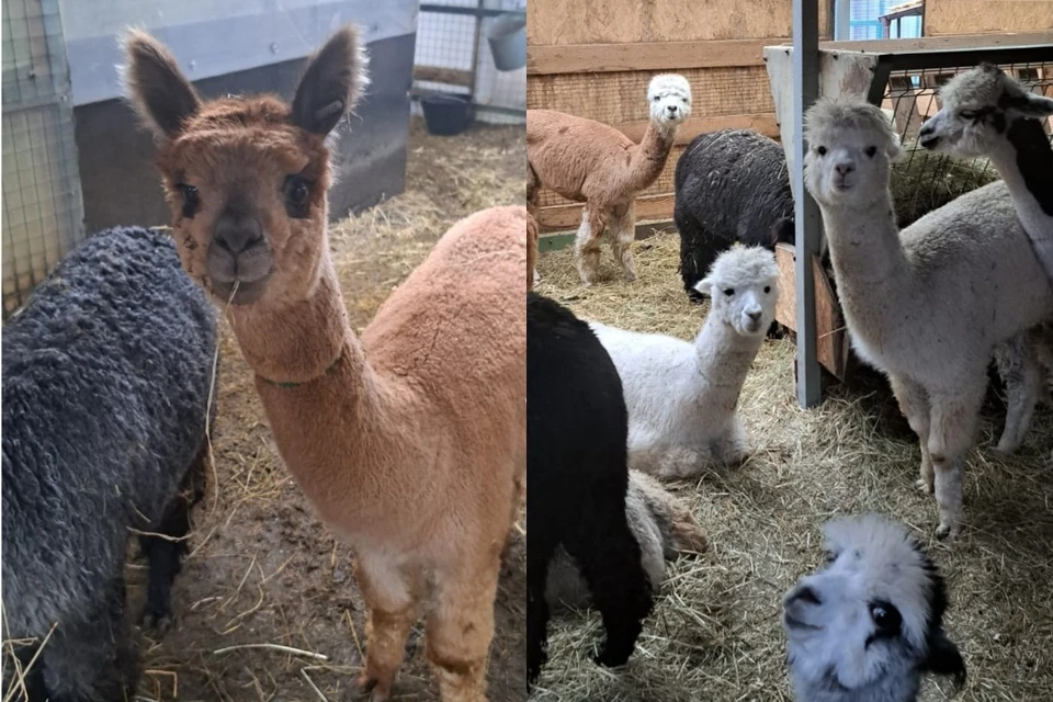 На территории зоопарка строят жилье для новых обитателей