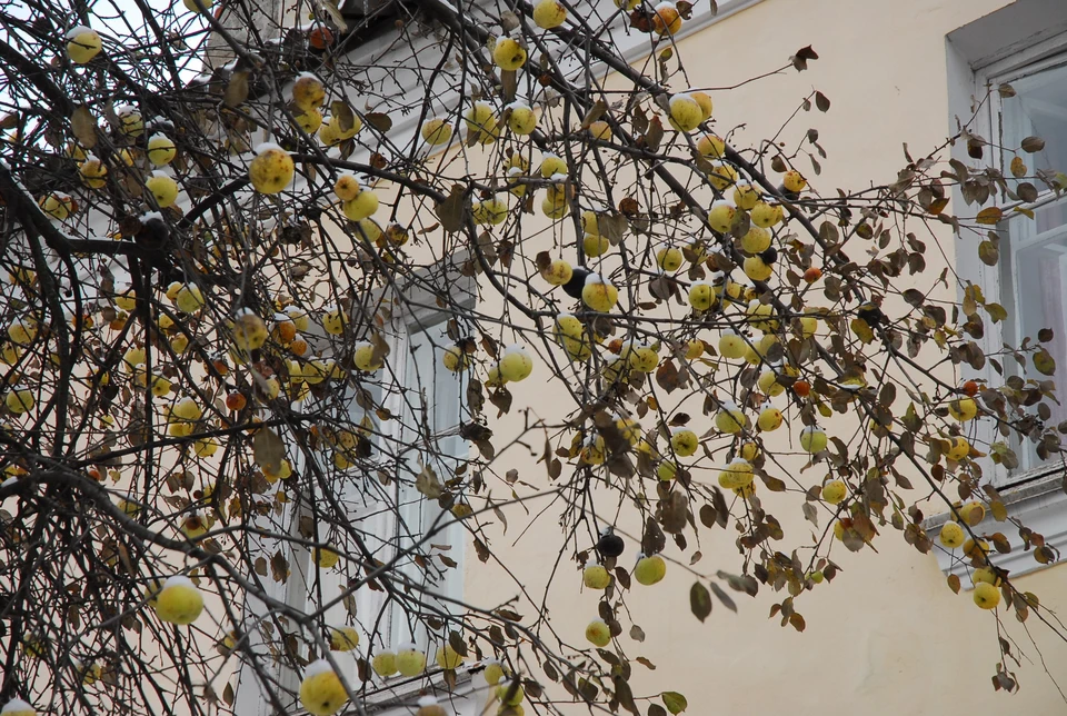 В «котле» отрицательных температур: прогноз погоды на 16 ноября в Тульской области