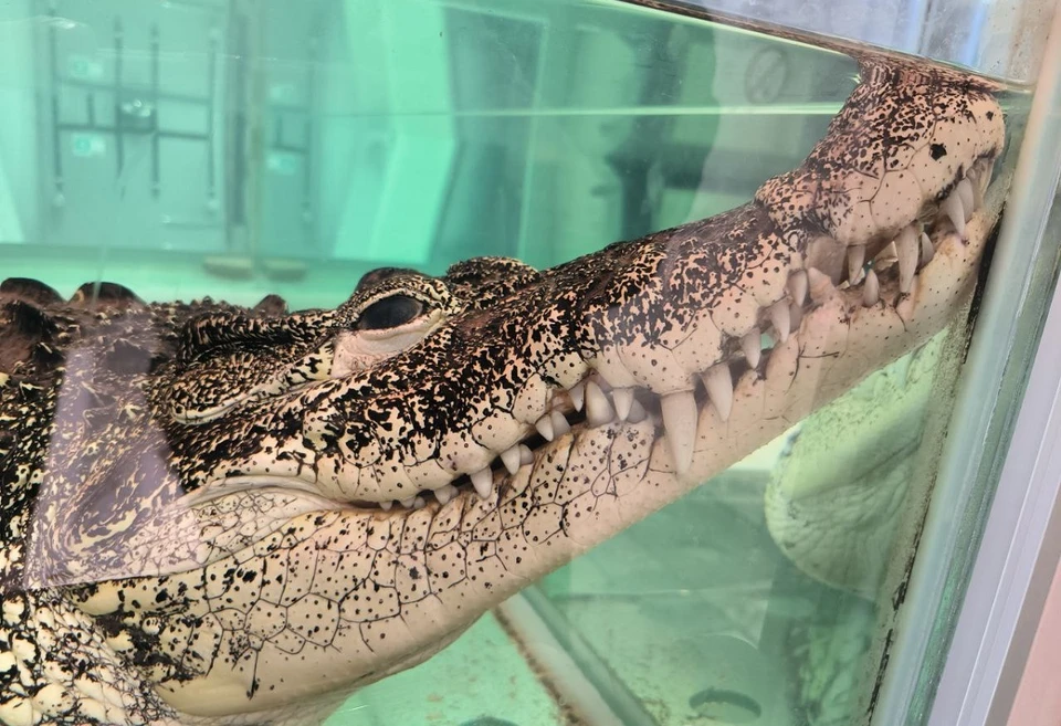 В магазине утверждают, что для рептилии созданы все необходимые условия.