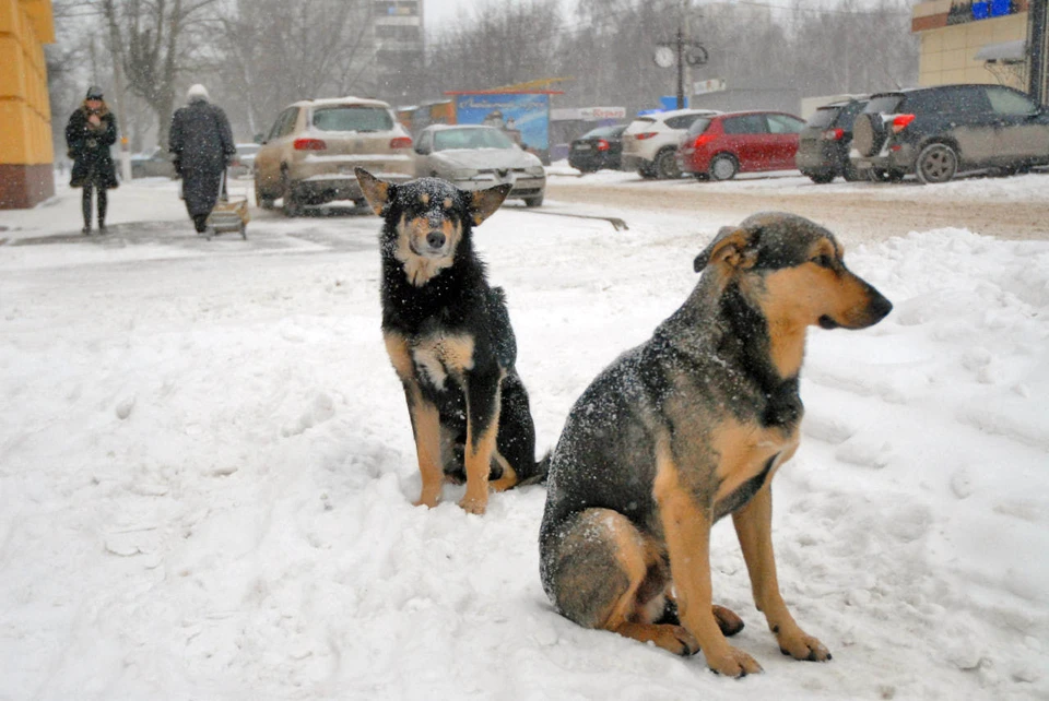 В Иркутске заведено уголовное дело из-за нападения собак на детей.
