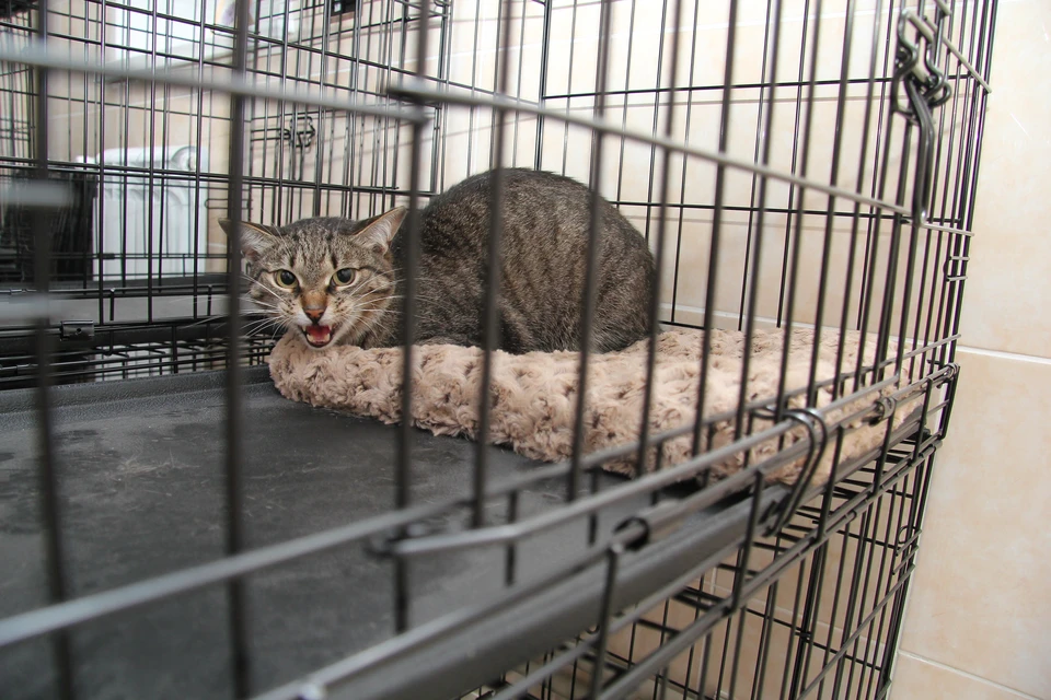 В центральный аппарат СК России будет представлен доклад по информации о ненадлежащем оказании услуг по лечению животных в Ставропольском крае