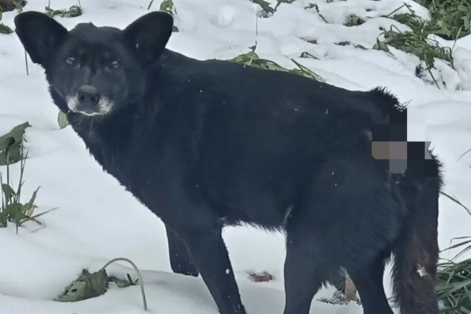 Пока что Гретта вынуждена мёрзнуть на улице