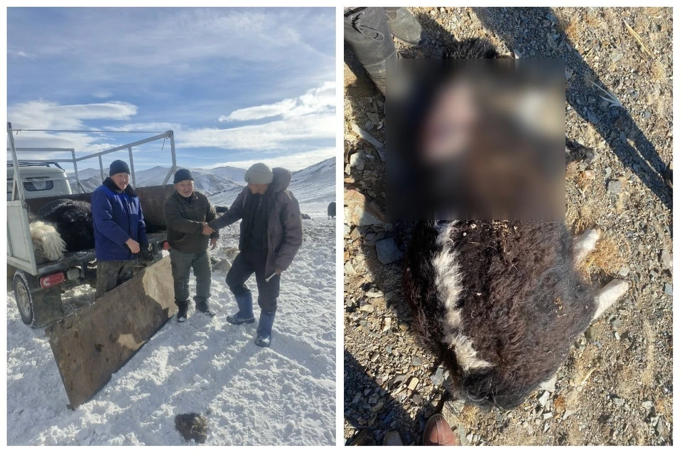 Пострадавшим чабанам возместили ущерб и попросили не преследовать напавших на скот "краснокнижных" хищников. Фото: vk.com/diinmeybalbanool