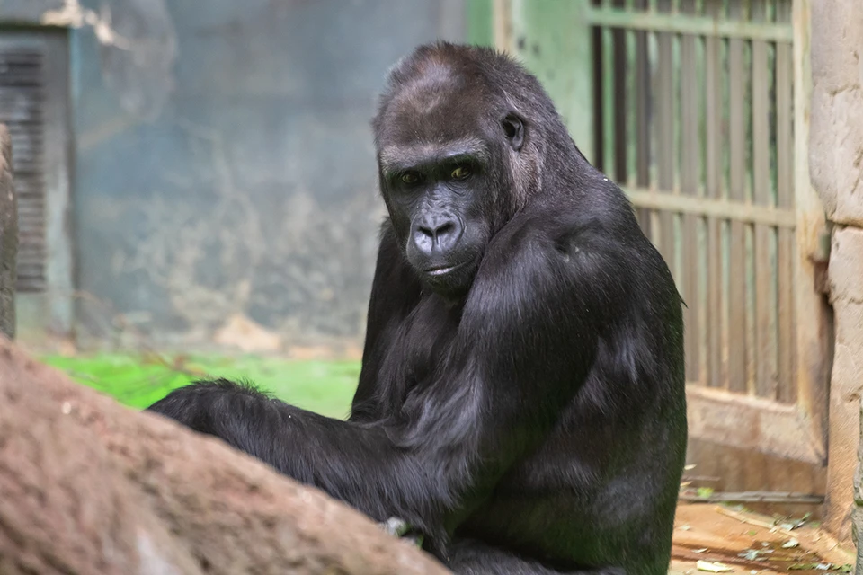 Теория доминирования пришла к людям из мира животных и получила необыкновенную популярность.