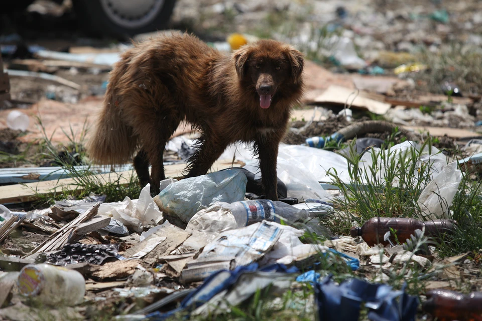 Проверочные рейды в сфере обращения с отходами усилили с марта 2025 года