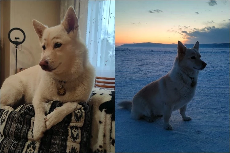 «Брови остались при ней»: что стало с гламурной собакой Бетти из Иркутской области