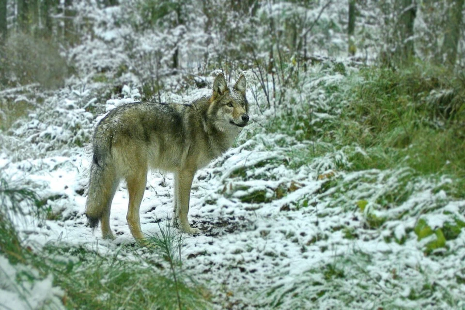 Фото: объединенная дирекция заповедника «Саяно-Шушенский» и национального парка «Шушенский бор»