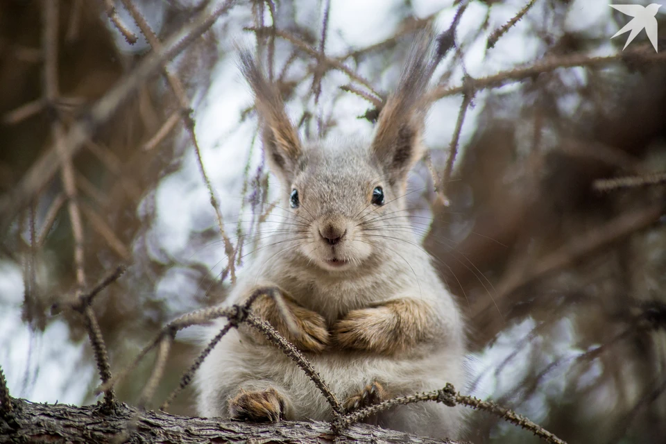 Мурманскую область заваливает снегом, и лесные жители начинают готовиться к долгой, северной зиме.