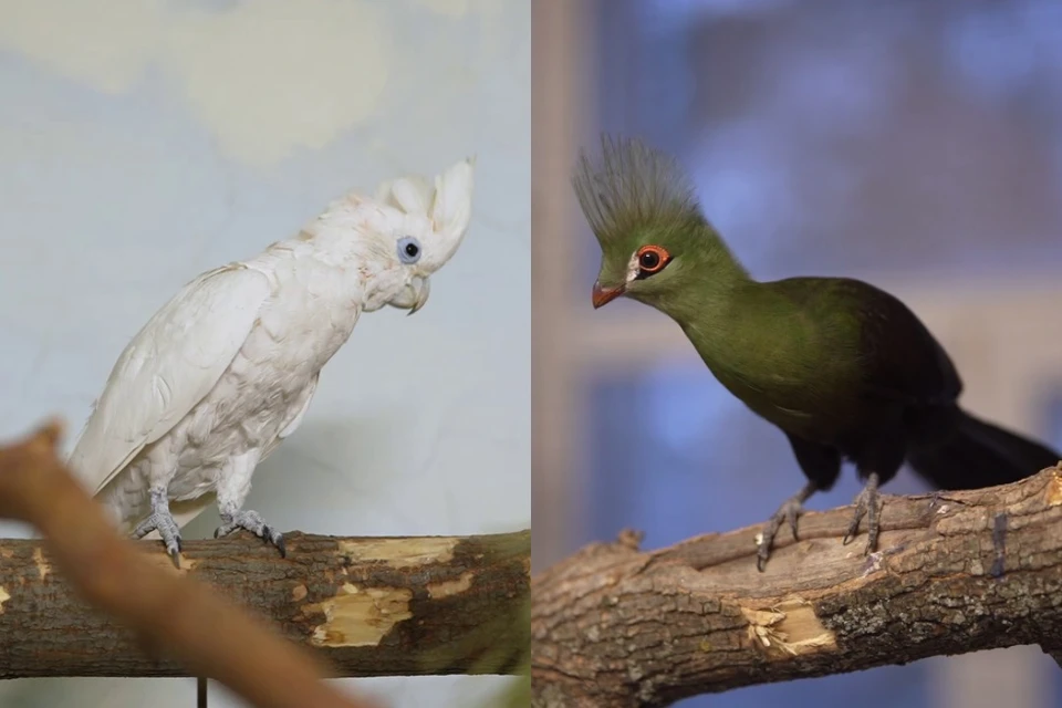 Увидеть птиц можно будет летом, когда их переведут в уличные вольеры. Фото: пресс-служба Новосибирского зоопарка имени Р. А. Шило.