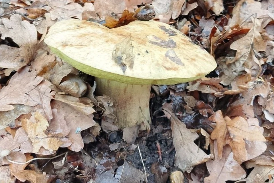 Его шляпка в диаметре достигает 20 см. Фото: Дирекция особо охраняемых природных территорий