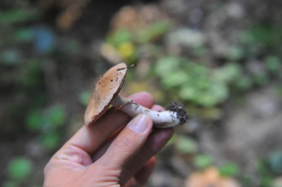 Потерявшегося в лесу мужчину нашли в течение часа