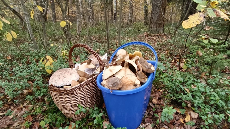 Полицейские нашли пенсионера в обессиленном состоянии в глубине леса