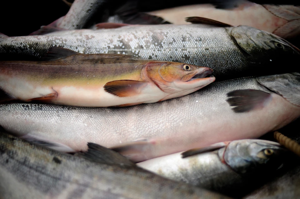 Хабаровское предприятие нарушило правила хранения 70 тонн кеты