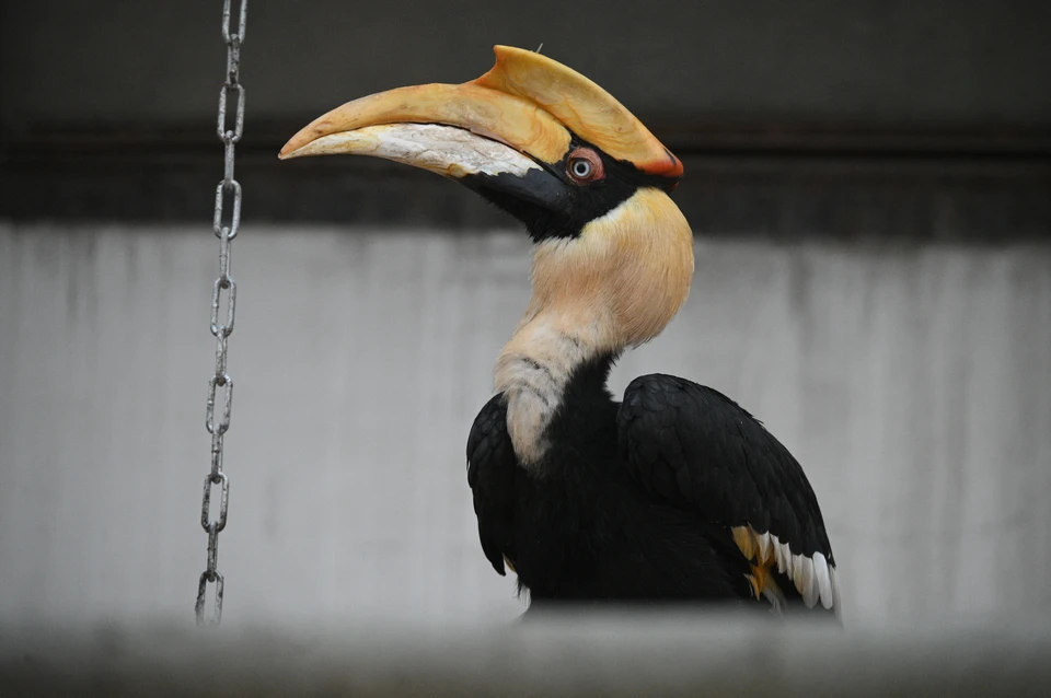 Знаменитая птица-путешественница Шанти.