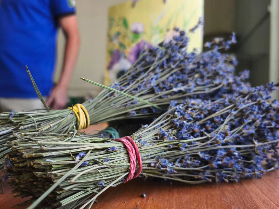 Производство эфирного масла лаванды появилось на Ставрополье. Фото: администрация Кировского округа