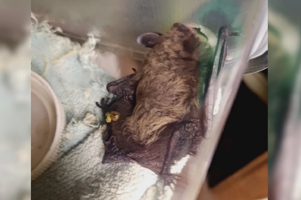 Мышь оказалась сильно истощена. Фото: «ЛЕТУЧИЕ МЫШИ | НОВОСИБИРСК»