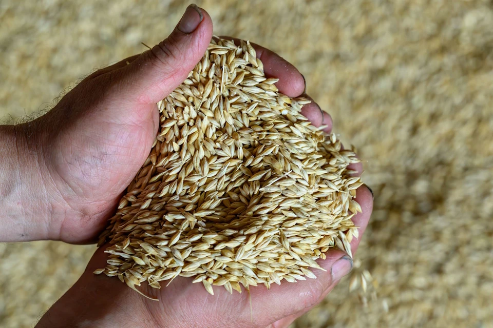 Распространению и развитию болезней способствовали погодные условия. Фото: Hendrik Schmidt /DPA/ТАСС