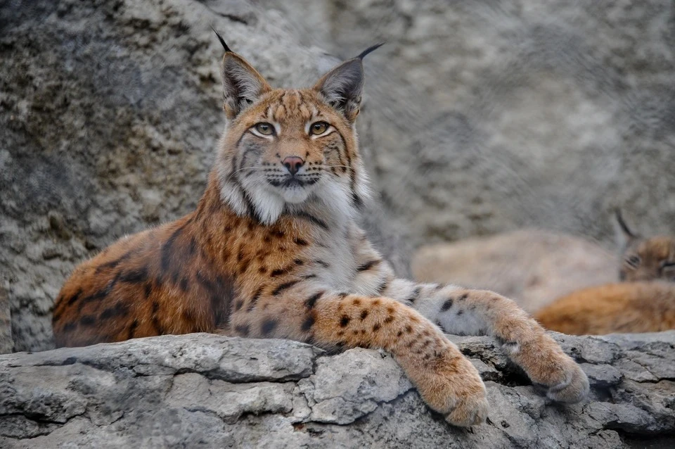 Цена охоты на медведя в Беларуси составляет 1000 рублей, а на рысь – 300 рублей. Фото носит иллюстративный характер.