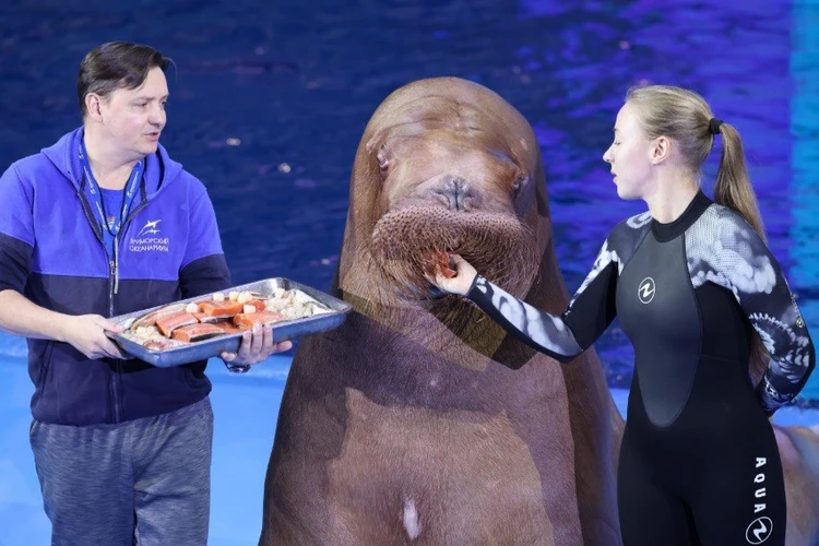 От протестующего «подростка» до звезды Приморья: как морж Миша отметил 14-летие с белухой, дельфинами и любимым тортом