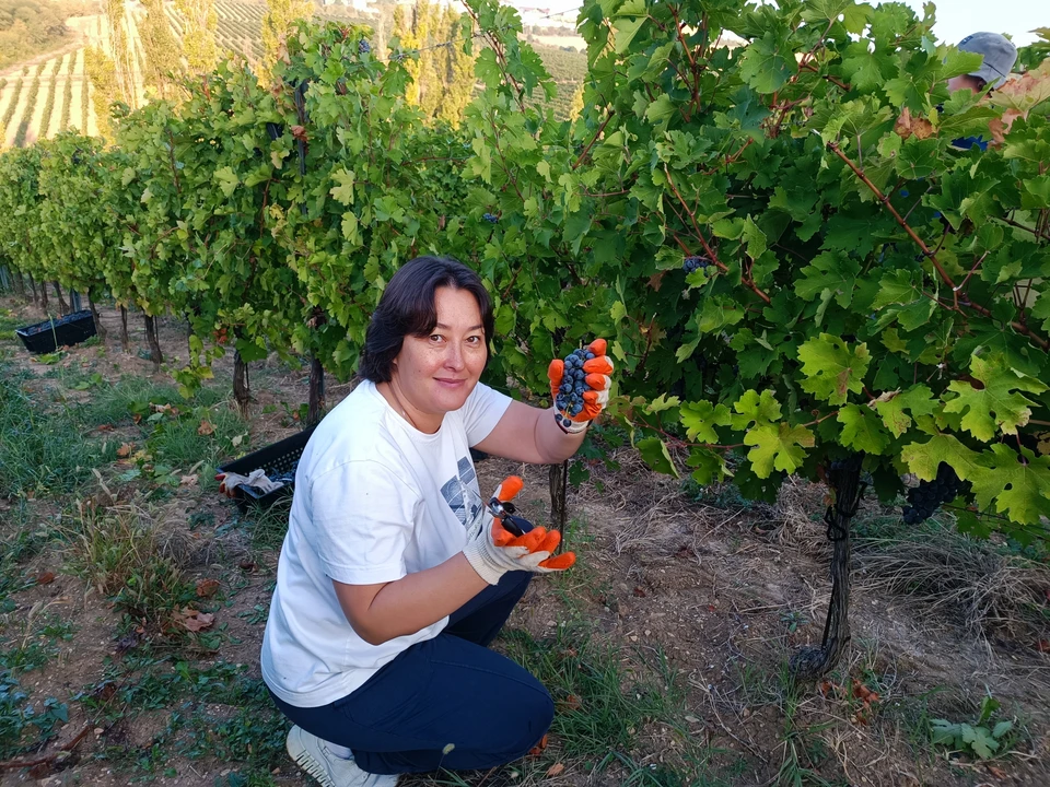 Урожай винограда на Кубани вырос