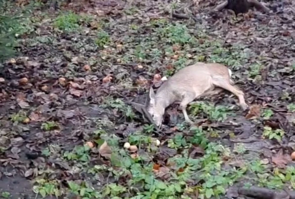 Косуля погибла в городском дворе на улице Циолковского.