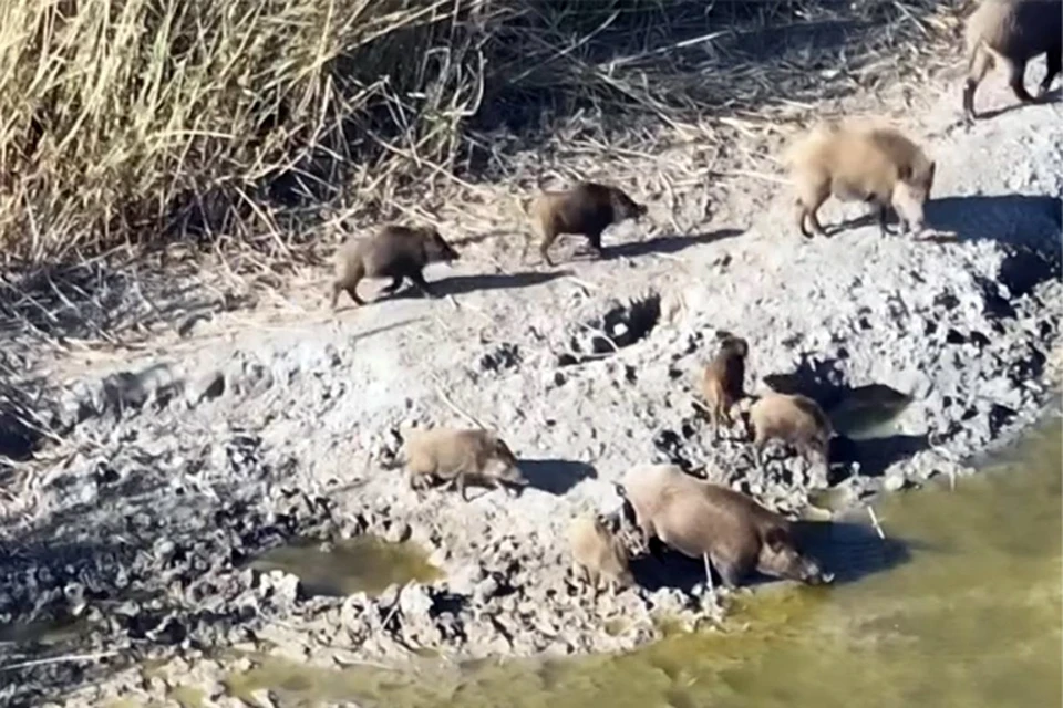 Кадр из видео