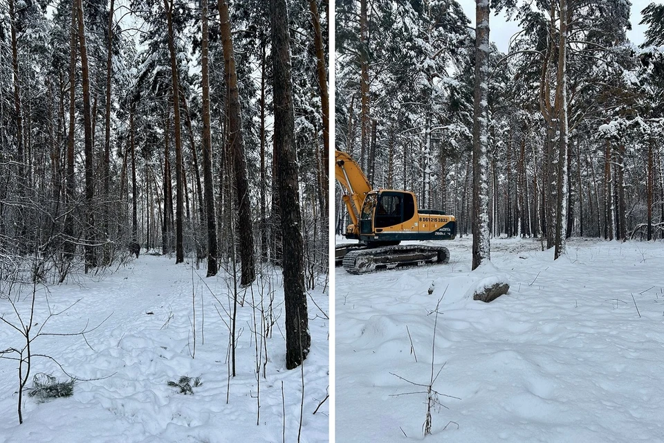 Техника срезала инвазивные растения. Фото: мэрия Новосибирска
