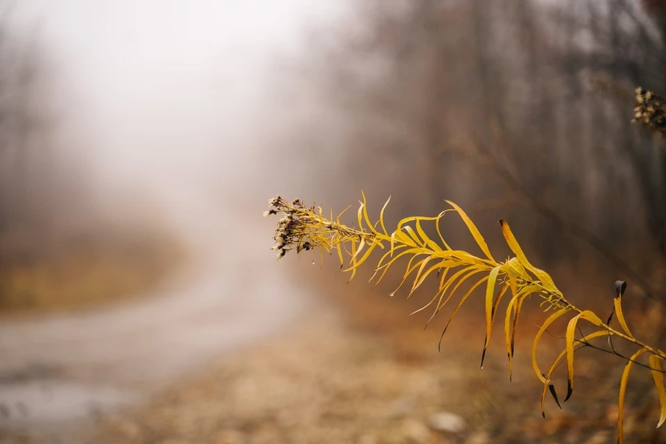 В Сызрани 25 ноября столбик термометра поднялся до 9,5 градусов, побив рекорд 15-летней давности