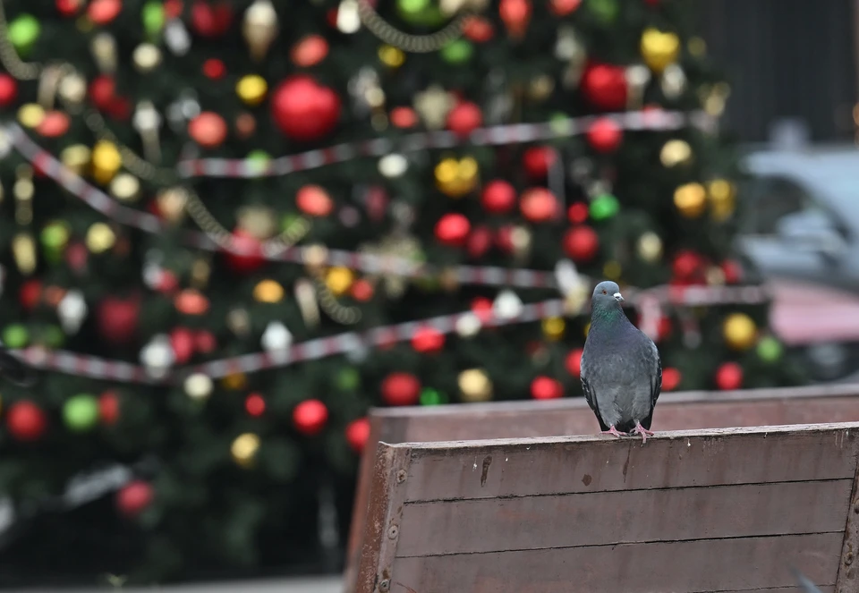 Новогодние ёлки зажгутся в ульяновских парках с 20 декабря