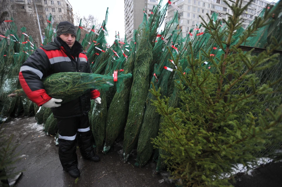 Елочные базары откроются 1 декабря