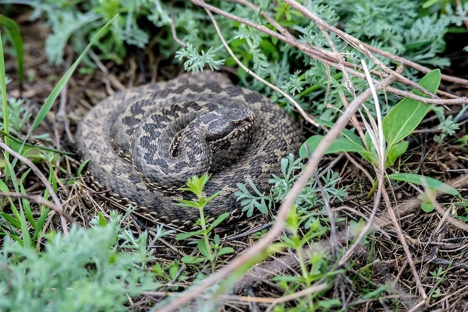 Зоолог Рыбалтовский оценил вероятность пропажи Усольцевых из-за укуса змеи