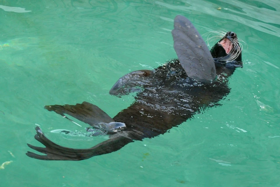 Способность плавать у котиков в крови
