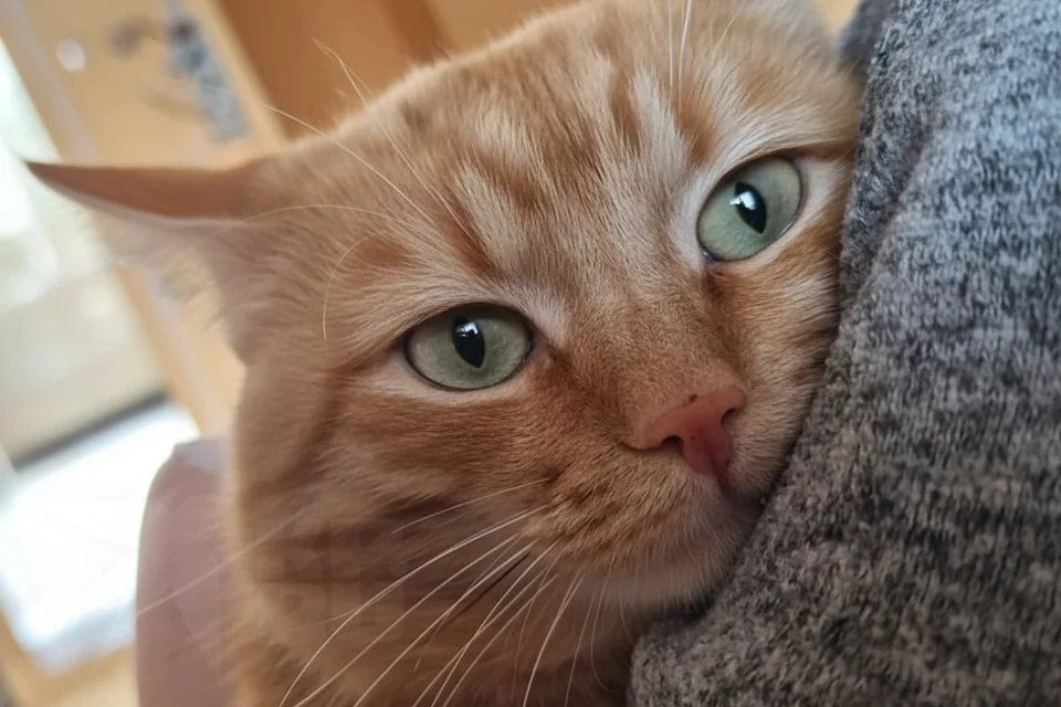 Котов красноярки, которая борется с тяжелой болезнью, выручили волонтеры. Фото: приют "Золотое сердце".