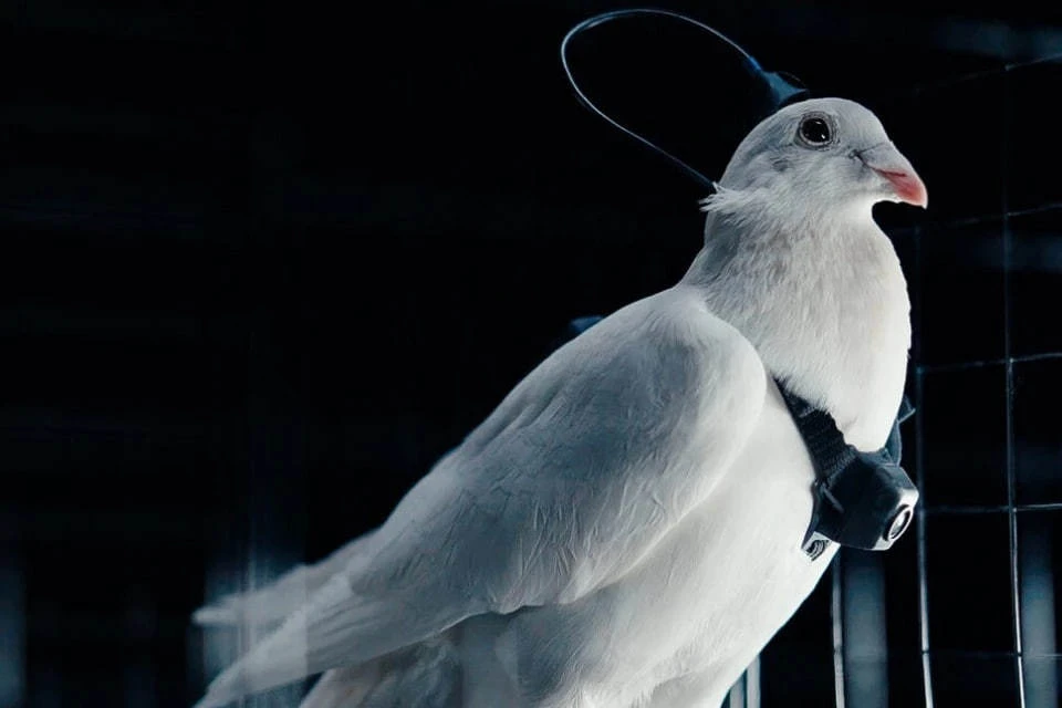 The Sun: В России создали эскадрильи голубей-биодронов с чипами в мозге Фото: Сайт Neiry